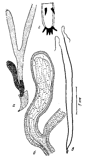 Tetrameres (Petrowimeres) fissispina (Diesing, 1861) (по Сера, 1920)