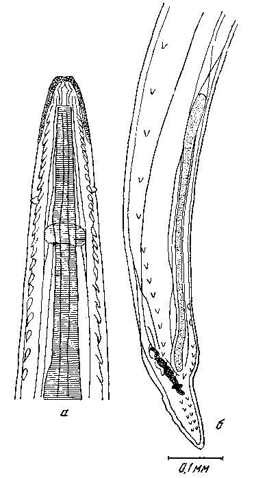 Tetrameres (Petrowimeres) fissispina (Diesing, 1861) (по Травассосу, 1919)