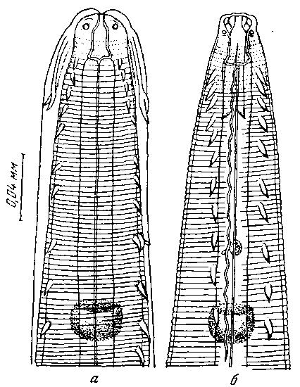 Tetrameres (Petrowimeres) fissispina (Diesing, 1861) (по Гаркави, 1949)