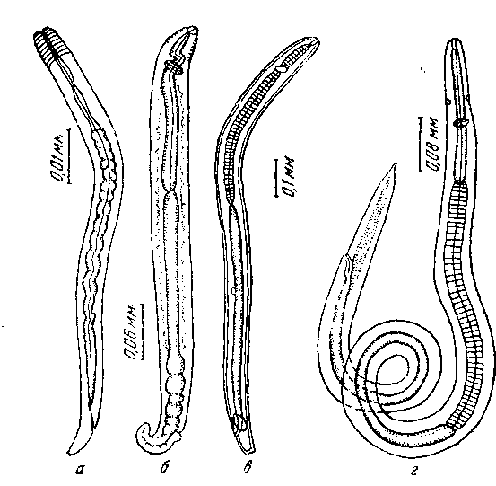 Tetrameres (Petrowimeres) fissispina (Diesing, 1861 (по Гаркави, 1949)