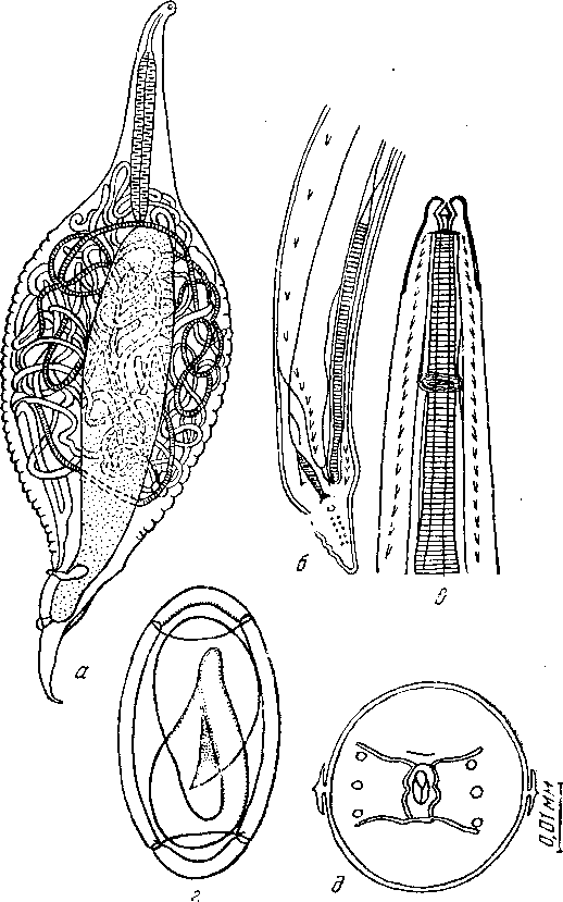Tetrameres (Petrowimeres) fissispina (Diesing, 1861) (a — г — по Травассосу, 1919; д — по Хсю, 1935)