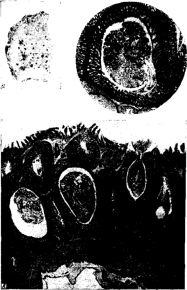 Tetrameres (Petrowimeres) fissispina (Diesing, 1861) (по Поповой 3. Г., 1953)
