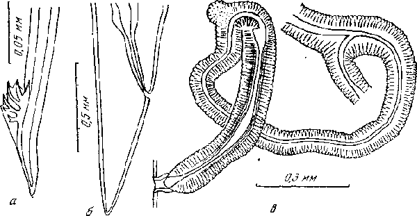 Hartertia zuluensis Monnig. 1931 (по Кунгу, 1948)