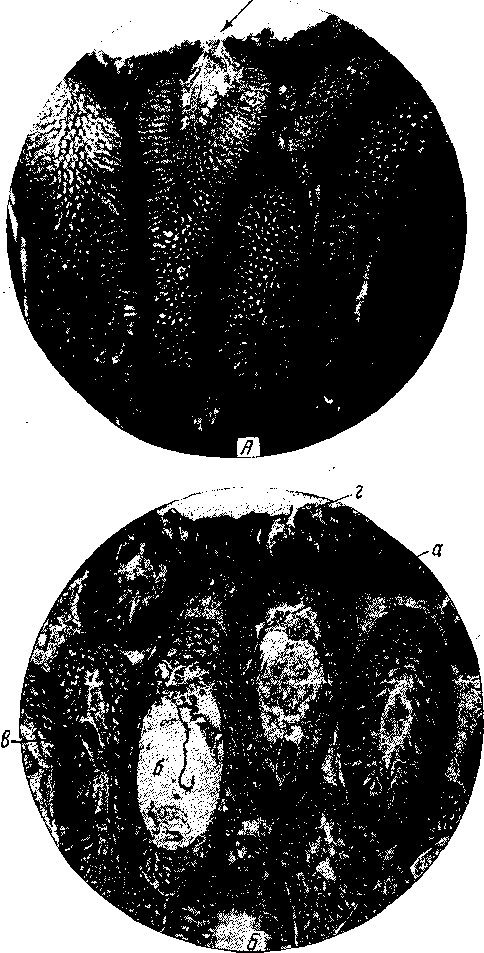 Tetrameres (Petrowimeres) fissispina (Diesing, 1861) (по Цветаевой, 1960)