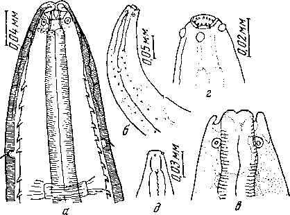 Tetrameres (Petrowimeres) australis Johnston et Mawson, 1941 (по Джонстону и Маусон, 1952)