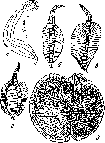 Tetrameres (Petrowimeres) australis Johnston et Mawson, 1941 (по Джонстону и Маусон, 1952)