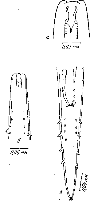 Tetrameres (Pertowimeres) australis Johnston et Mawson, 1941 (по Джонстону и Маусон, 1941)