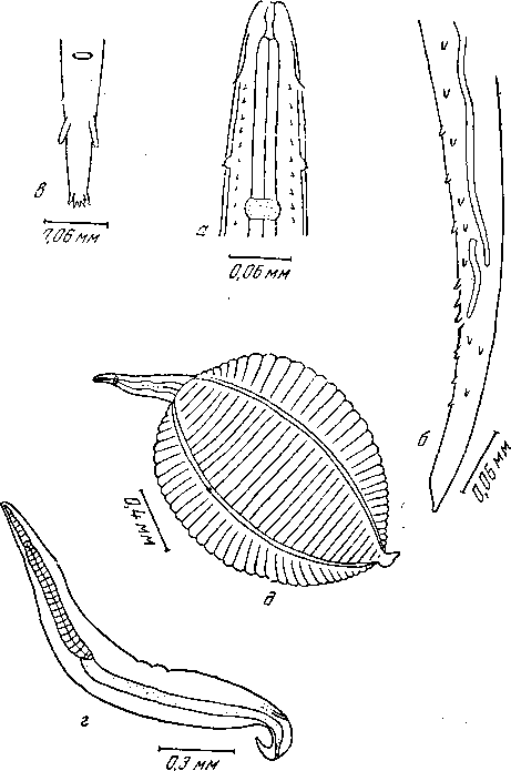 Tetrameres (Petrowimeres) biziurae Johnston et Mawson, 1941 (по Джонстону и Маусон, 1951)