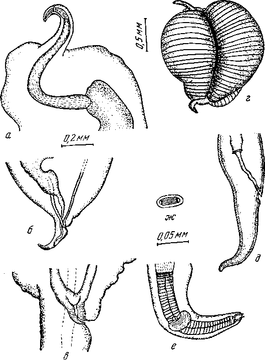 Tetrameres (Petrowimeres) crami Swales, 1933 (по Свэлоу, 1933)