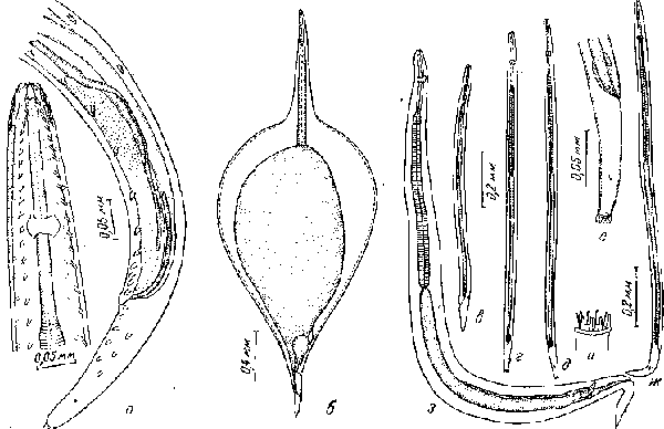 Tetrameres (Petrowimeres) crami Swales, 1933 (по Свэлсу, 1936)
