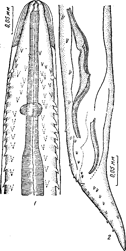Tetrameres crami asiatica Ryjikov, 1962 (по Рыжикову, 1963)