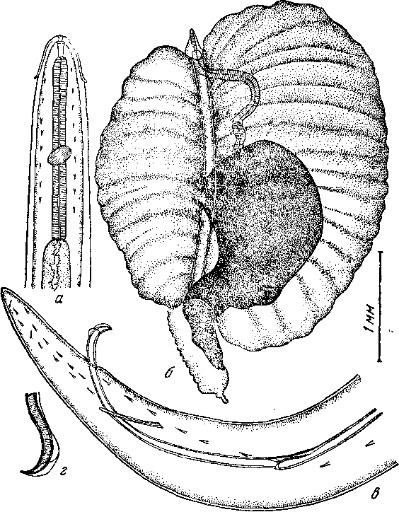 Tetrameres (Petrowimeres) galericulatus Oschmarin, 1956 (по Ошмарину, 1956)