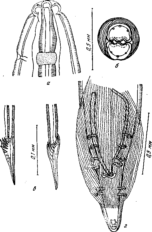 Hartertia zuluensis Monnig, 1931 (по Биссеру, 1955)
