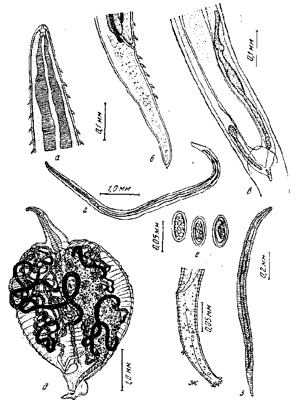Tetrameres (Petrowimeres) mohtedai Bhalerao et Rao, 1944 (по Анантараману и Чандрасекарану, 1955)