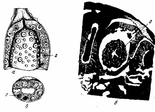 Tetrameres (Petrowimeres) mohtedai Bhalerao et Rao, 1944 (по Анантараману и Чандрасекарану, 1955)