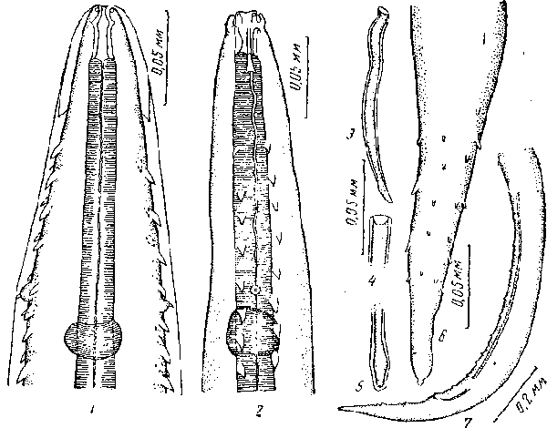 Tetrameres somateriae Ryjikov, 1963 (по Рыжикову, 1963)