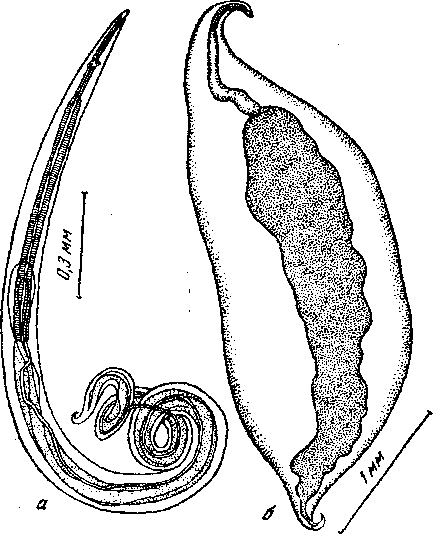 Tetrameres (Gynaecophila) schigini Oschmarin, 1956 (по Ошмарину, 1956)