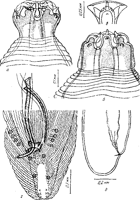 Mastophorus muris muris (Gmelin, 1790)