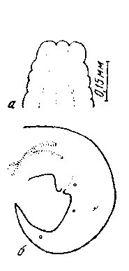 Tetrameres pelecani Johnston et Mawson, 1942 (по Джонстону и Маусон, 1942)