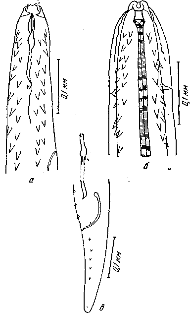 Tetrameres spinosa (Maplestone, 1931) Baylis, 1939 (по Мэплстону, 1931)