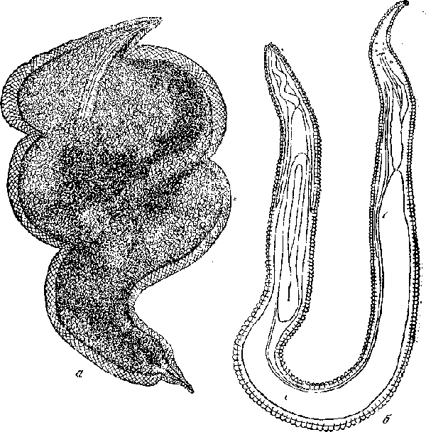 Microtetrameres cruzi (Travassos, 1914) (по Травассосу, 1914)