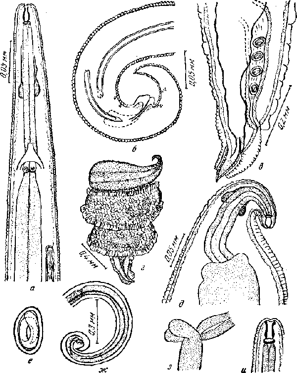 Microtetrameres accipiter Schell, 1953 (по Шеллу, 1953)