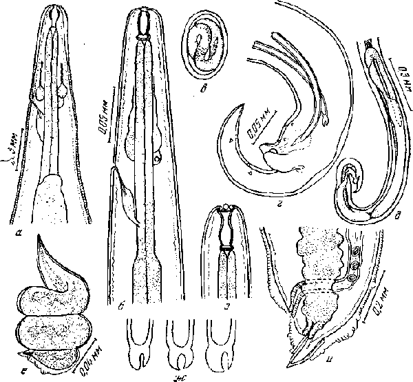 Microtetrameres aquila Schell, 1953 (по Шеллу, 1953)
