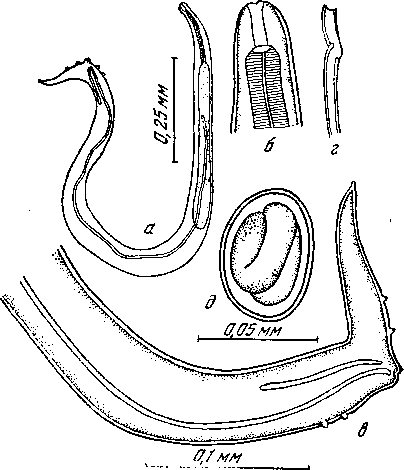 Microtetrameres asymmetrica Oschmarin, 1956 (по Ошмарину, 1956)