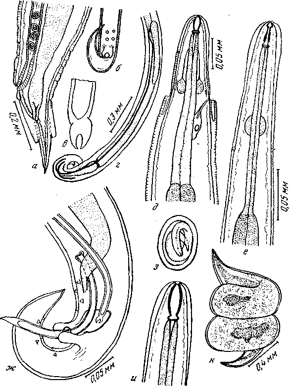 Microtetrameres bubo Schell, 1953 (по Шеллу, 1953)