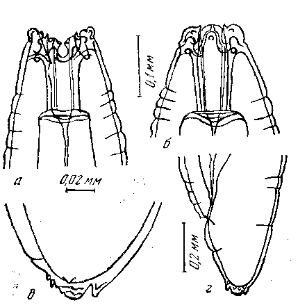 Mastophorus muris muris (Gmelin, 1790) (по Алоян, 1955)