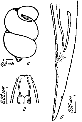 Microtetrameres canadensis Mawson, 1956 (по Маусон, 1956)