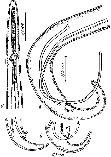 Microtetrameres cloacitectus Oschmarin, 1956 (по Ошмарину, 1956)