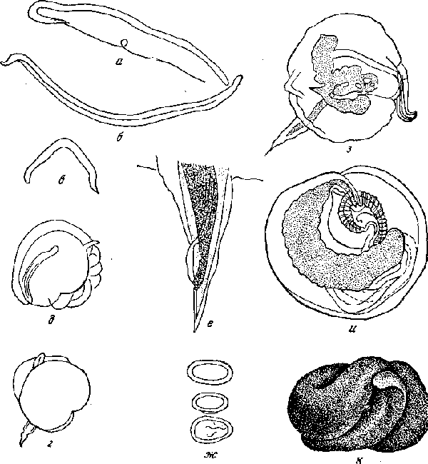 Microtetrameres contorta (Weidman, 1913) (a — и — по Вейдману, 1913; к — по Вейдману, 1923)
