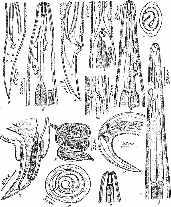 Microtetrameres corax Schell, 1953 (по Шеллу, 1953)