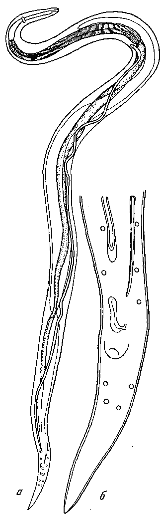 Microtetrameres creplini (Vavilova, 1926) (по Вавиловой, 1926)