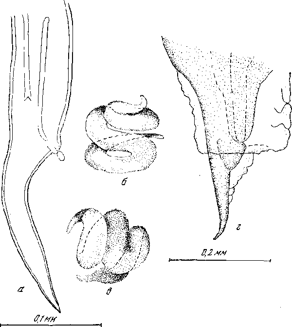 Microtetrameres helix helix Cram, 1927 (по Крэм, 1927)