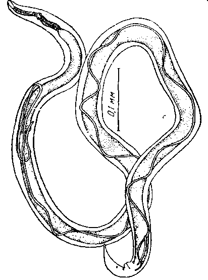 Microtetrameres helix asiaticus Oschmarin, 1956 (по Ошмарину, 1956)