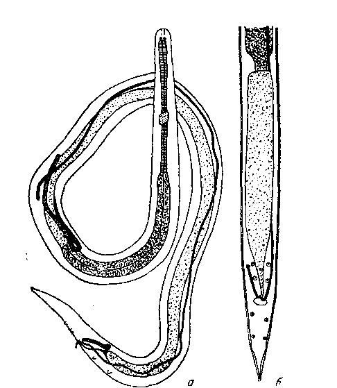 Microtetranieres inermis (Linstow, 1879) (по Сера, 1913)
