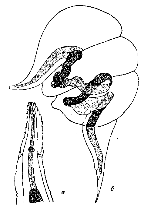 Microtetrameres inermis (Linstow, 1879) (по Сера, 1913)