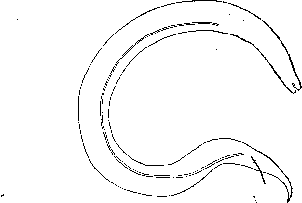 Microtetrameres minima (Travassos, 1914) (по Травассосу, 1914)