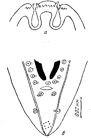 Mastophorus muris muris muris (Gmelin, 1790)