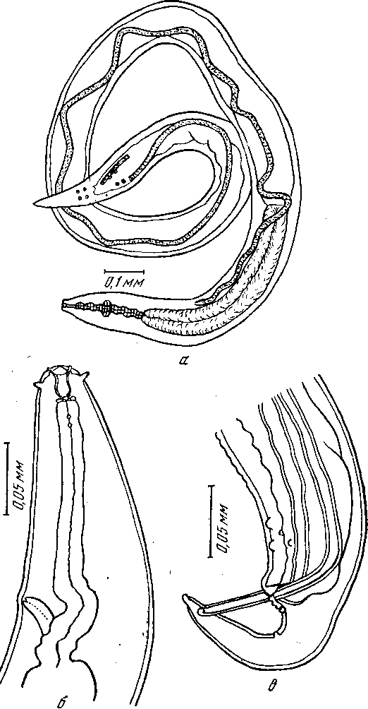 Microtetrameres oriolus oriolus Petrow et Tschertkova, 1950 (по Петрову и Чертковой, 1950)