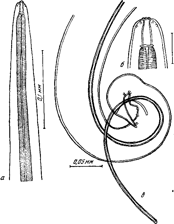 Microtetrameres papillocephala Oschmarin, 1956 (по Ошмарину, 1956)