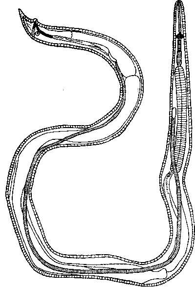 Microtetrameres pusilla (Travassos, 1915) (по Травассосу, 1919)
