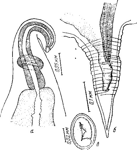 Microtetrameres sp. 1 Oschmarin, 1956 (по Ошмарину, 1956)