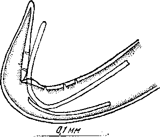 Microtetrameres sp. 2. Oschmarin, 1956 (по Ошмарину, 1956)