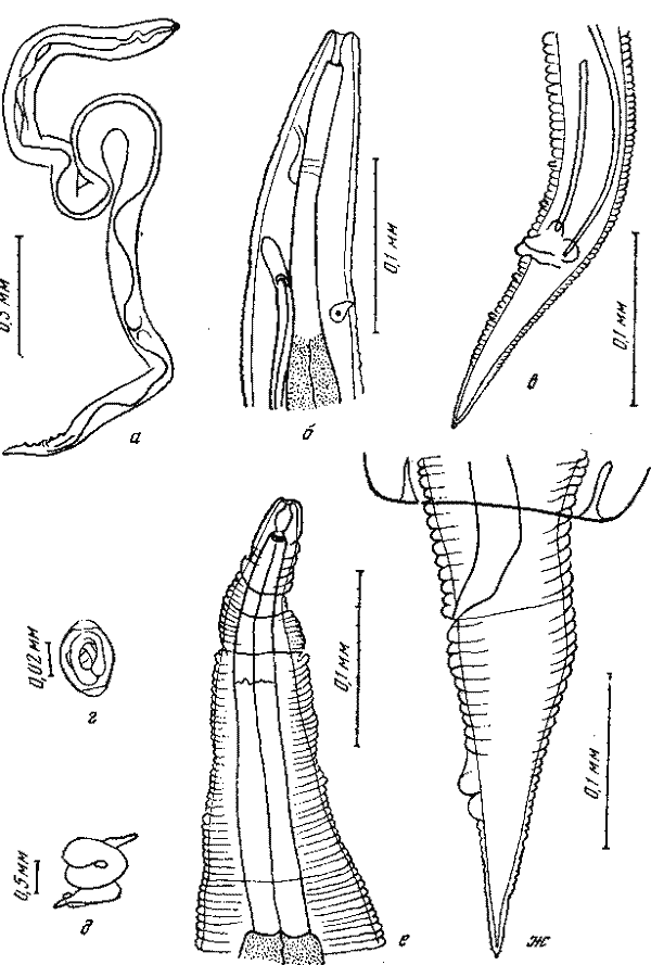 Microtetrameres spiculata Boyd, 1956 (по Бойд, 1956)