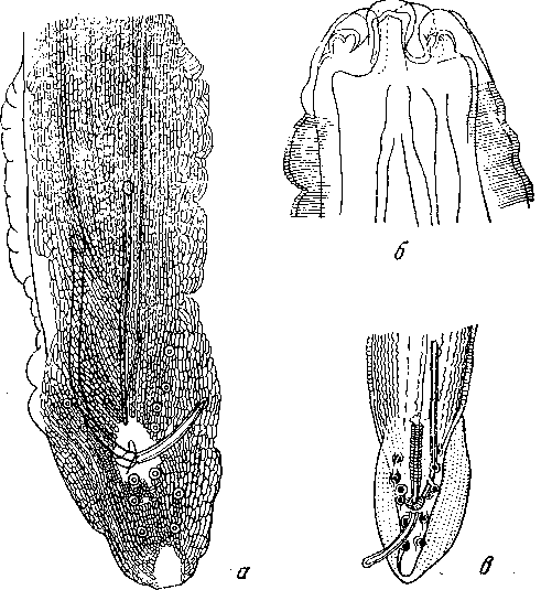 Mastophorus muris muris (Gmelin, 1790)