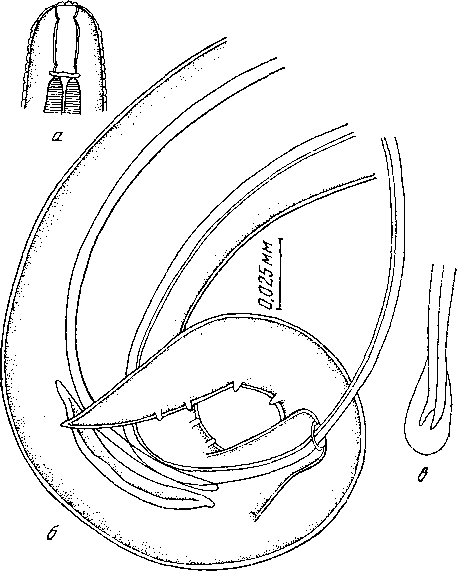 Microtetrameres tubocloacis Oschmarin, 1956 (по Ошмарину, 1956)