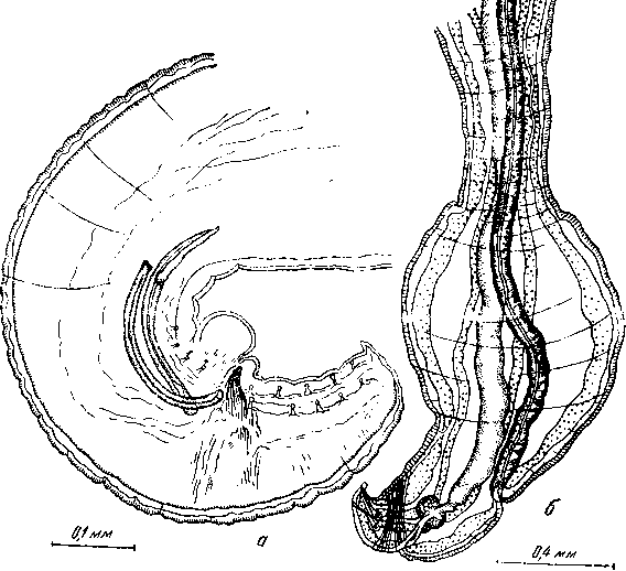 Geopetitia pari Chabaud, 1951 (по Шумило и Боргаренко, 1962)